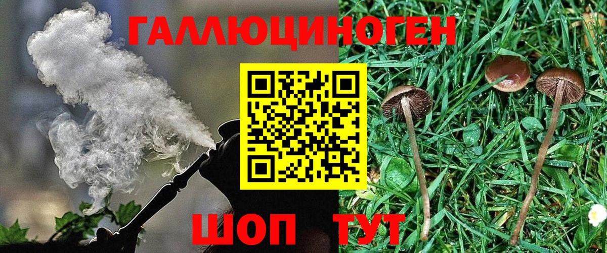Псилоцибиновые грибы Psilocybe Чистополь